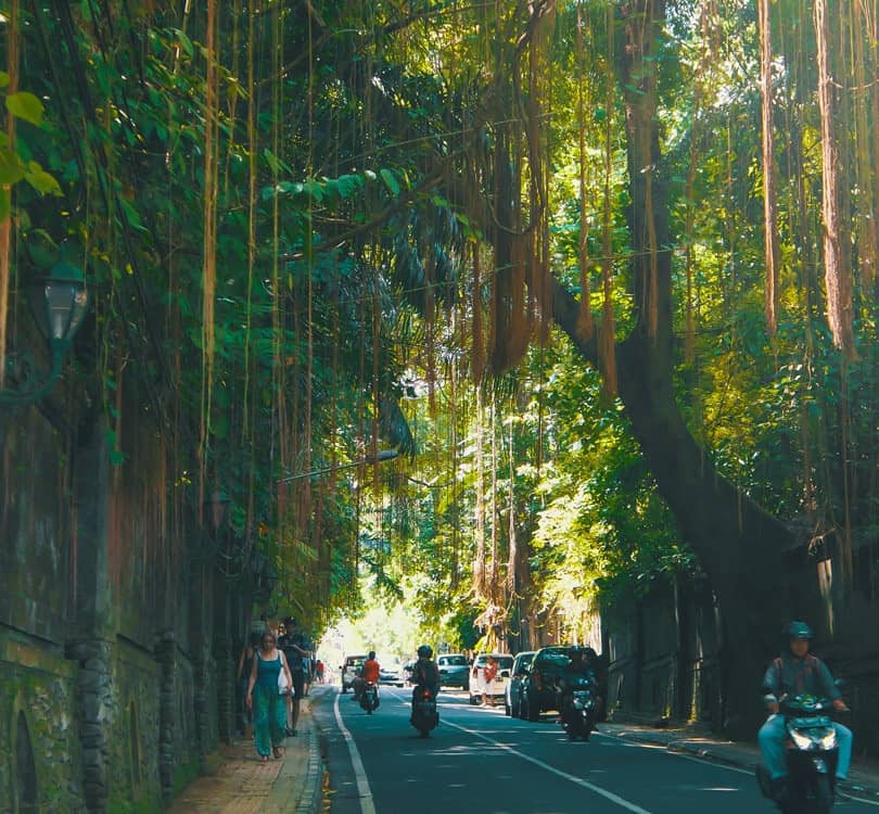People driving and walking through forest in Ubud