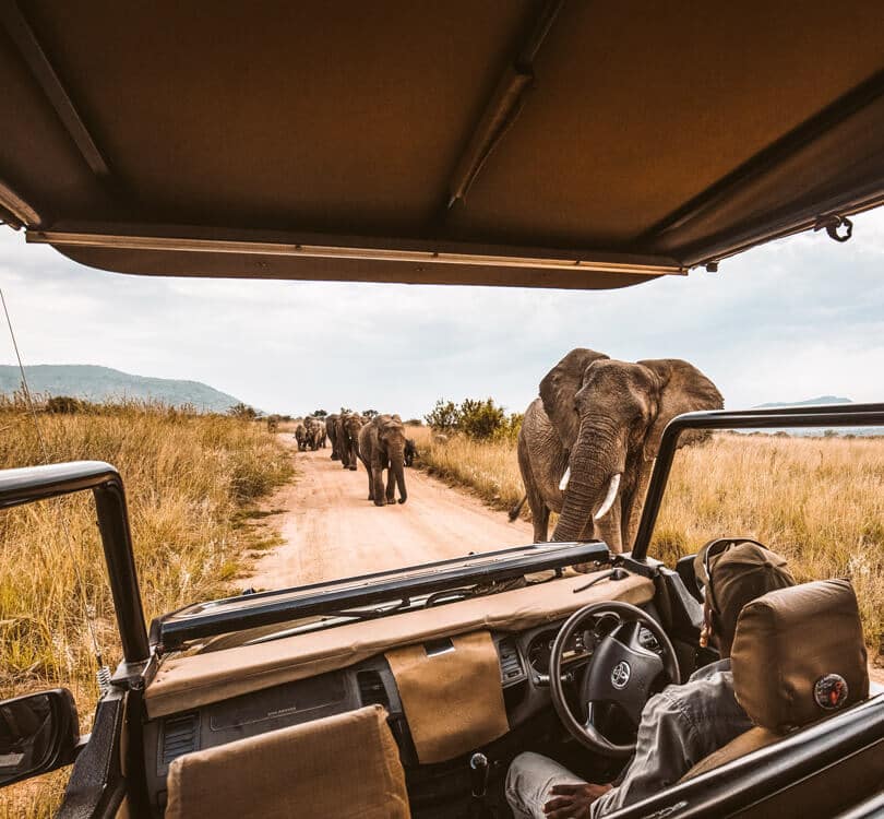 Person watching elephants walking in Africa