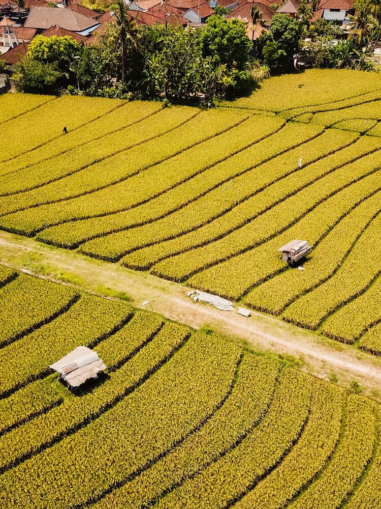 Aerial view of yellow rice fields at Canggu