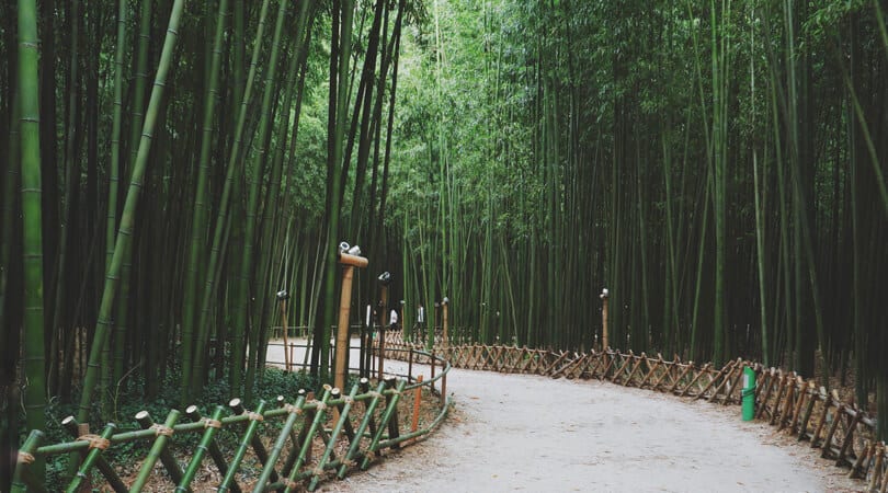 Walking path in Bamboo Forest