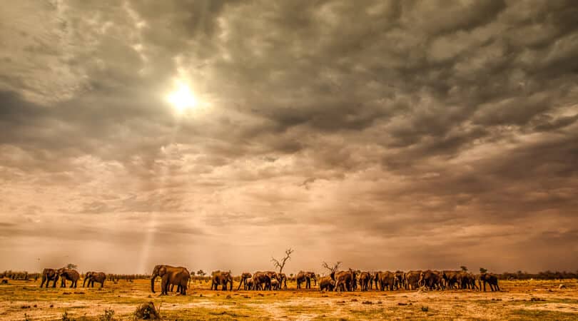 Elephants standing in sun in Botswana