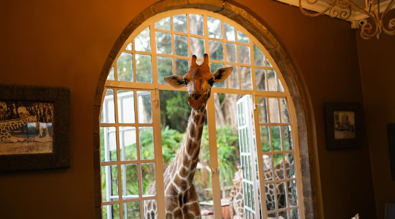 Giraffe poking its head inside the house