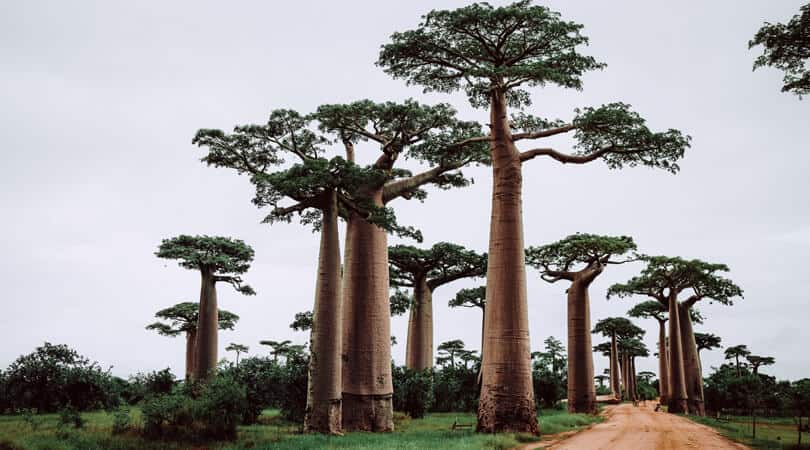 Madagascar palms