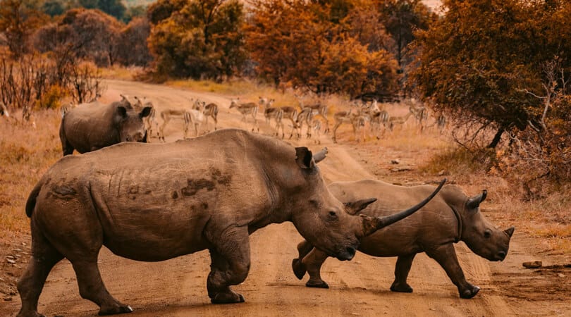 rhinos walking on dirt road