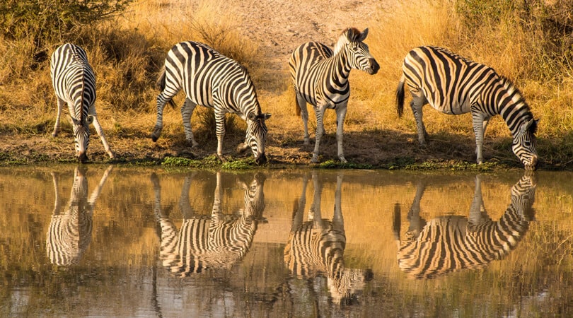 zebras near water kruger national park
