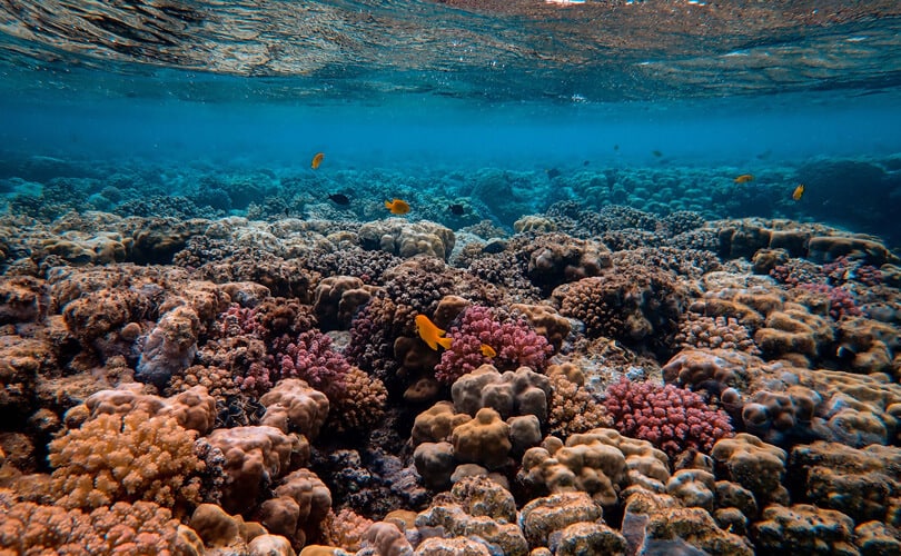 Coral reef Australia