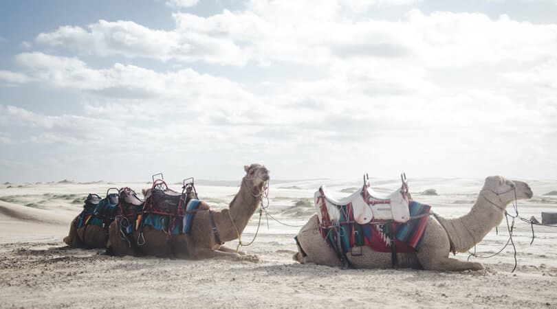 Camels sitting down at white desert