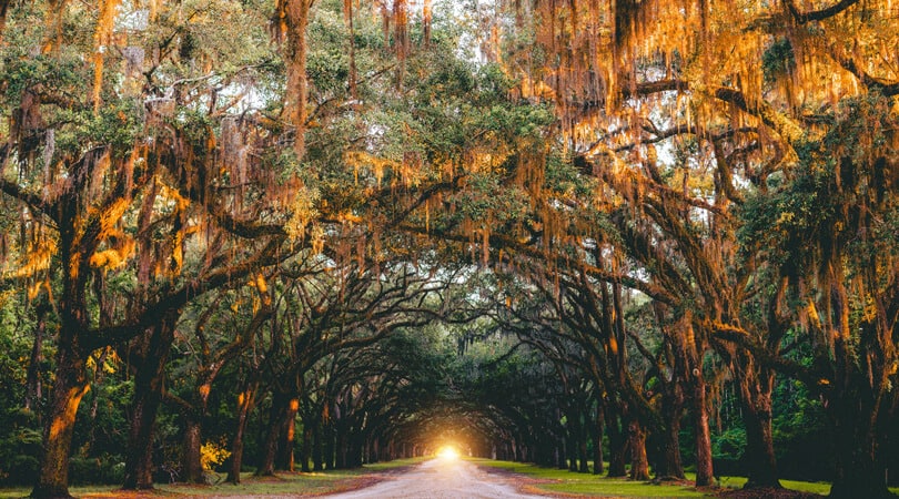 Road surrounded by trees in Savannah