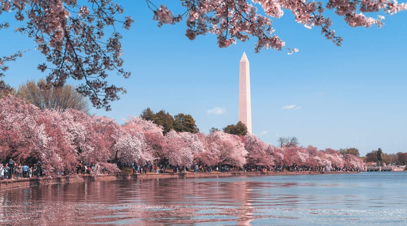 Pink flowers in Spring in Washington DC
